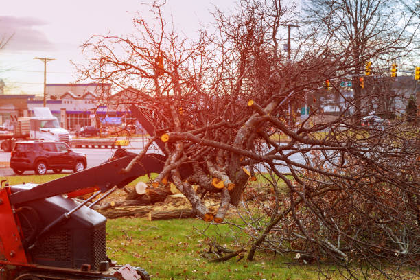 Best Emergency Tree Removal  in Idaho Springs, CO