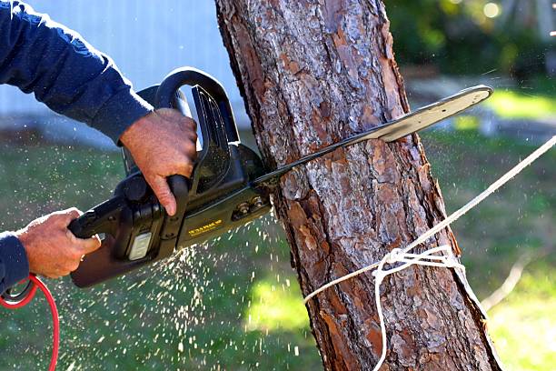 Best Tree Risk Assessment  in Idaho Springs, CO