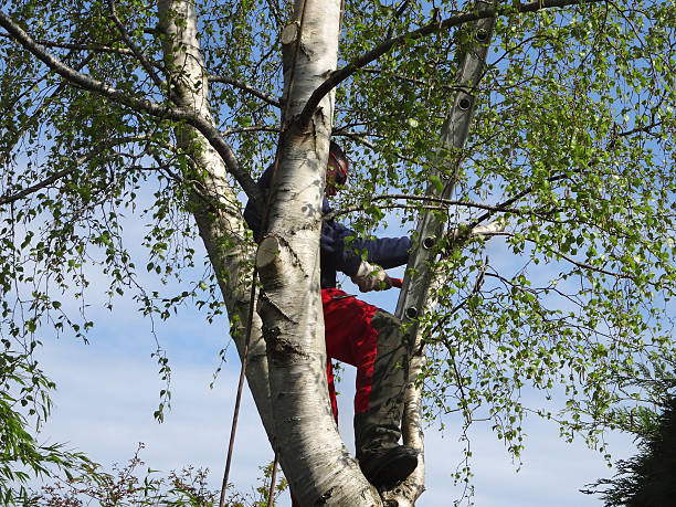 Trusted Idaho Springs, CO Tree Care Experts